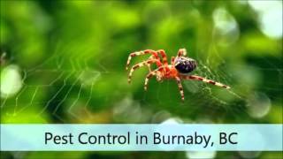 Protech Pest Control Ltd.