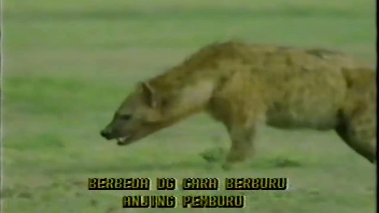 Hyena. Predators in the wild world - YouTube