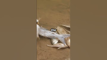 The 7 Trumpets of Revelation in 60 Seconds!