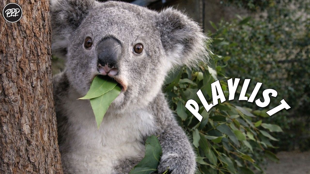 𝐏𝐥𝐚𝐲𝐥𝐢𝐬𝐭 시끄러운건 싫고 신나고 싶을때 DJ코알라의 미친 선곡🐨🍃 | 2026 최신 플리 | 매장음악 · 노동요 · 작업