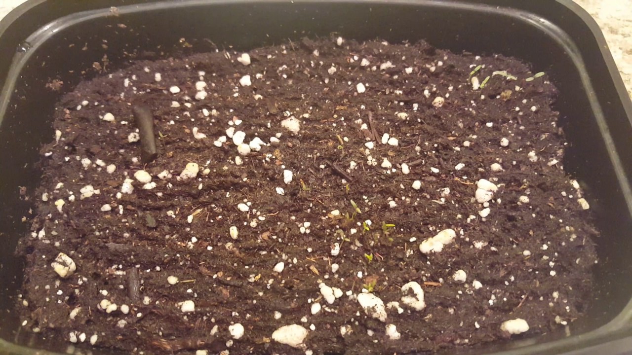 Blueberry Germination/Seedling Sprouts YouTube