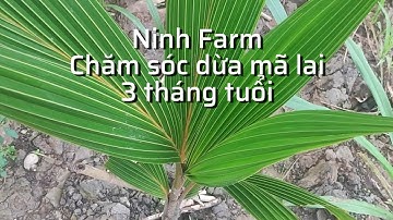 Chia sẽ chăm sóc dừa mã lai 3 tháng tuổi