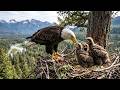 Bald Eagle: 1825 Days From Egg to Survivor | The King of North American Skies