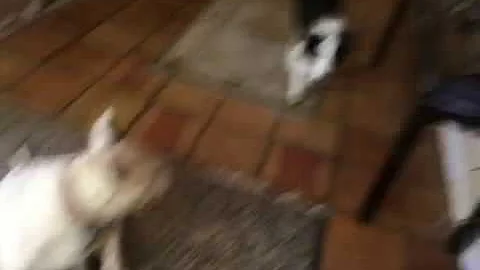 Talking Dog says I Love You