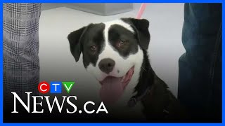 Meet Cotton, the latest adorable adoptable from the Regina Humane Society