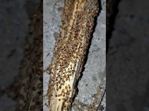 Video: Termitlarni davolash qancha turadi?