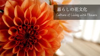 【暮らしの花文化】川崎景介の季節の花と花言葉～ダリア～