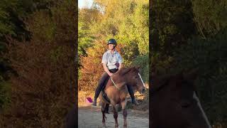 Dressage bitless! #horse #equestrianjourney #equestrian #horserider #horseriding #equine