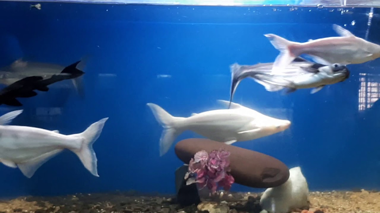 Dolphin Aquarium Fish exhibition fish in mumbai fish in India