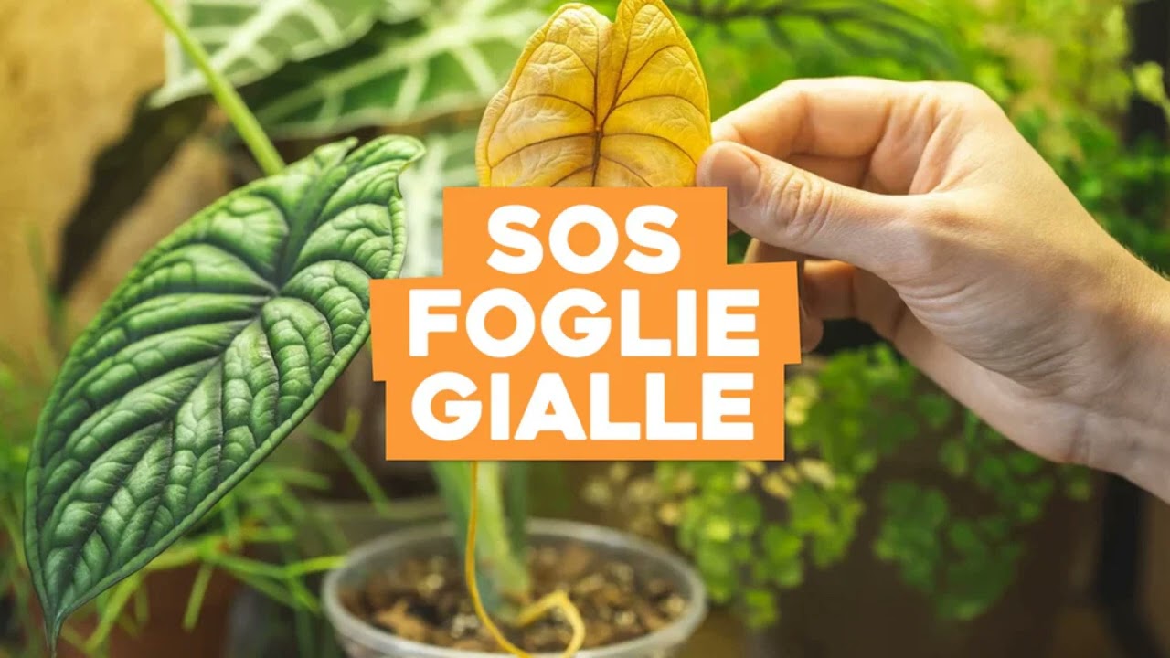 Pothos foglie gialle: Cause e rimedi