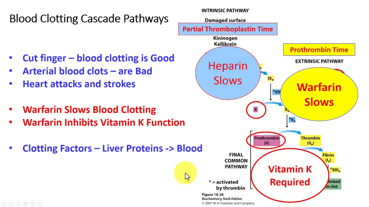 coagulation cascade warfarin