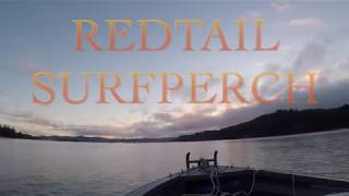 Red Hot Redtail Surfperch Fishing