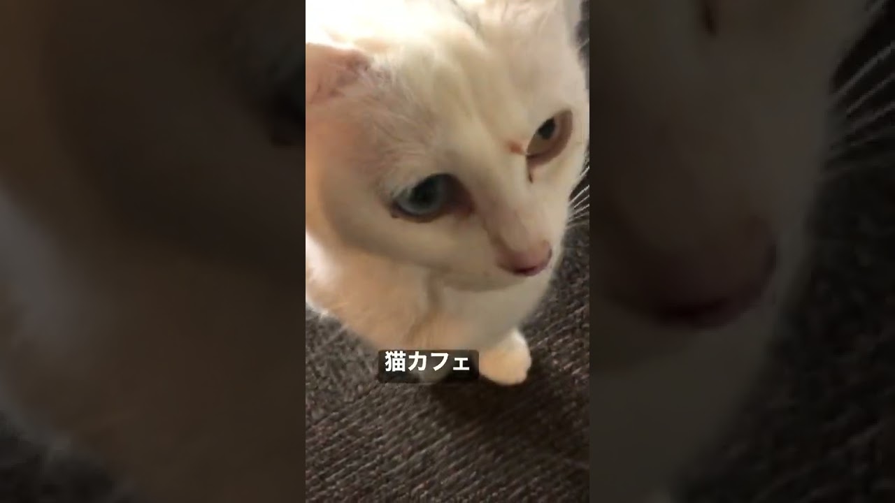 猫カフェ長岡市 オッドアイの猫がいる Youtube