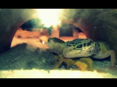 lizard skin grips Leopard Geckos Resting