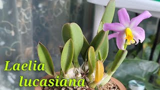 Laelia lucasiana наконец-то зацвела