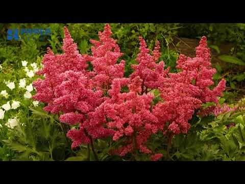 Озеленение дворов в Перми