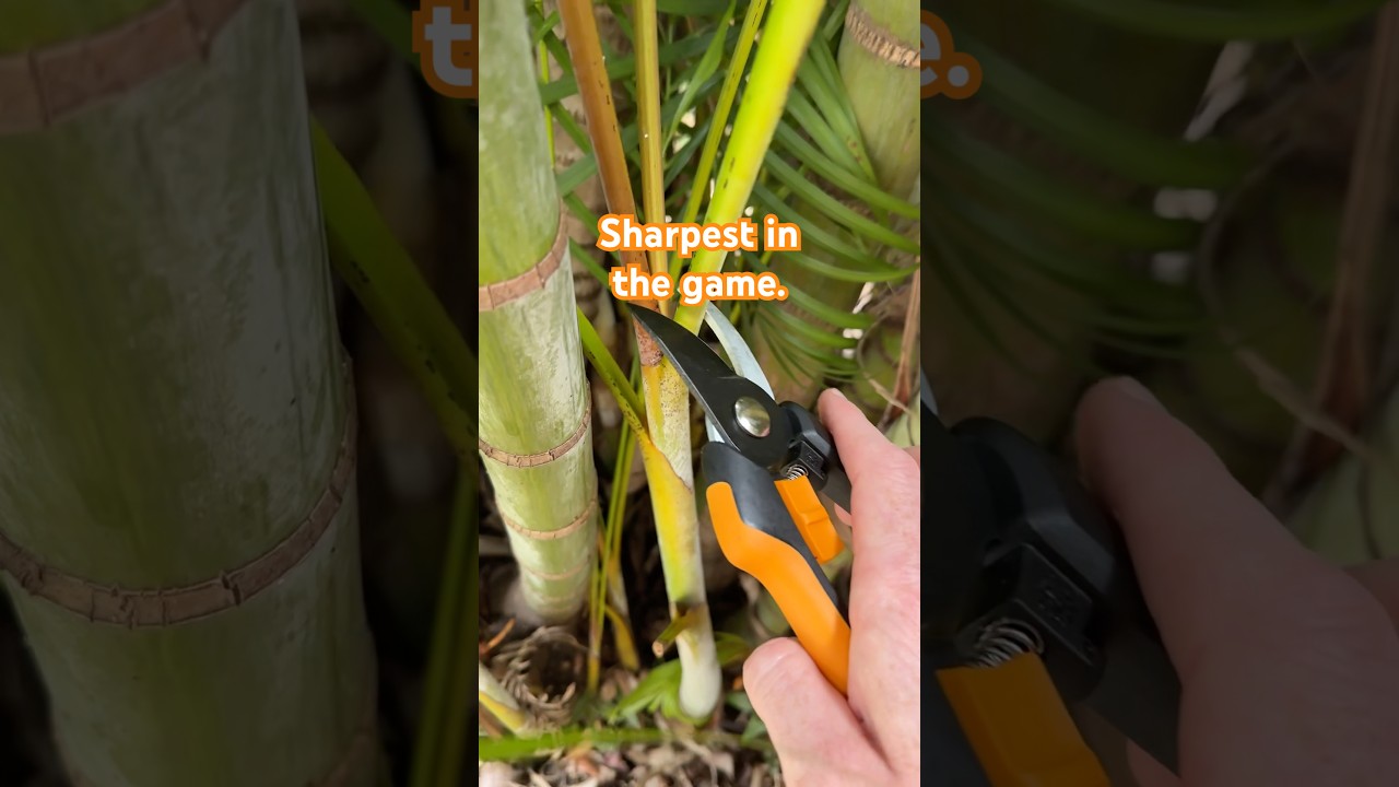 Greatest Secateurs Fiskars