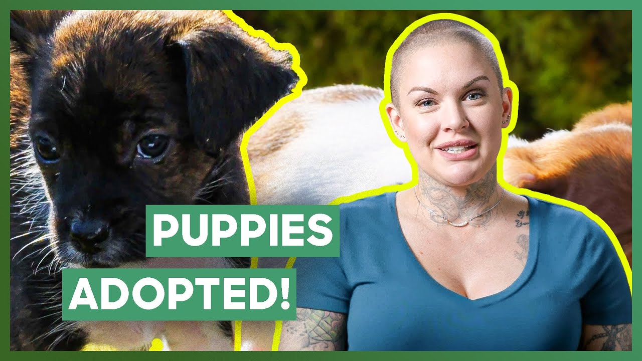 Amanda Rescue Amanda Finds FOREVER Homes For Newborn Puppies! | Amanda To The Rescue ...