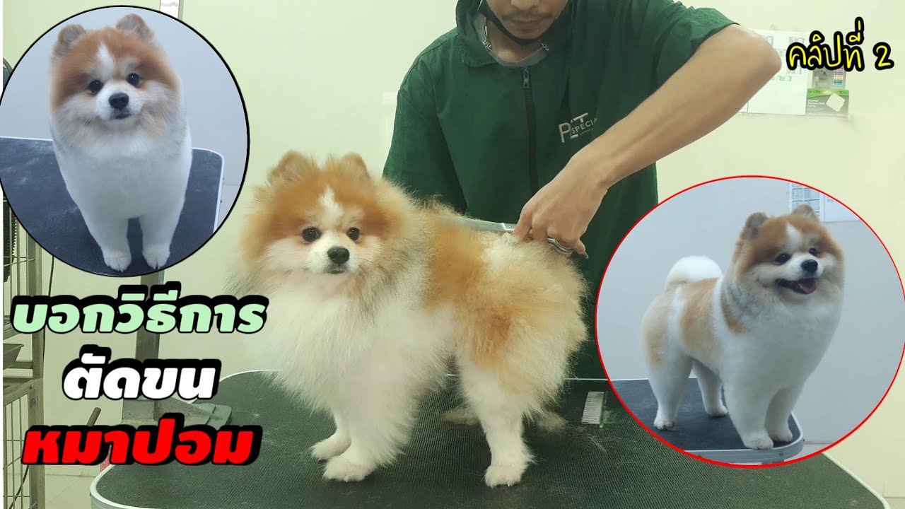 บอกวิธีการตัดขนหมาปอม งานกรรไกร เบื้องต้น คลิปที่ 2/How To Pomeranian