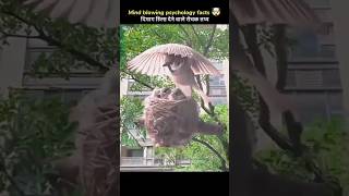 Surprising Facts About Bulbul Bird 🐦🐦 #shorts #youtubeshorts #ytshorts