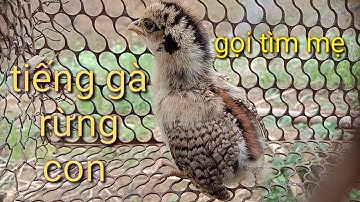 Tiếng gà rừng con gọi mẹ đến nhanh mới nhất 2021 dành cho ae đam mê săn bẫy