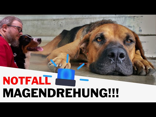 Magendrehung Hund: Wie lange nach dem Fressen? Gefährliche Gefahr! 3 sddefault