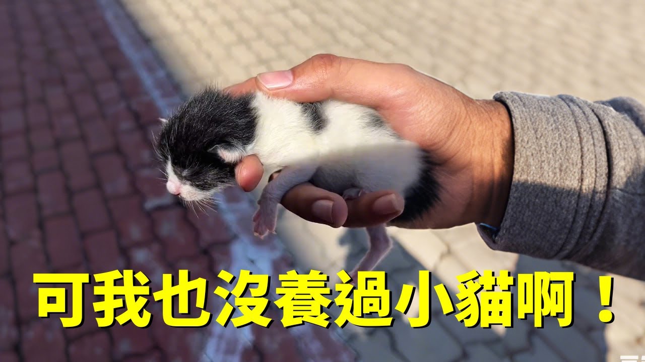 經理撿到一隻剛出生的小貓交給了我...