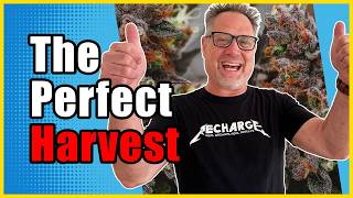 Harvesting Top Shelf Cannabis Is Easy Once You Know This