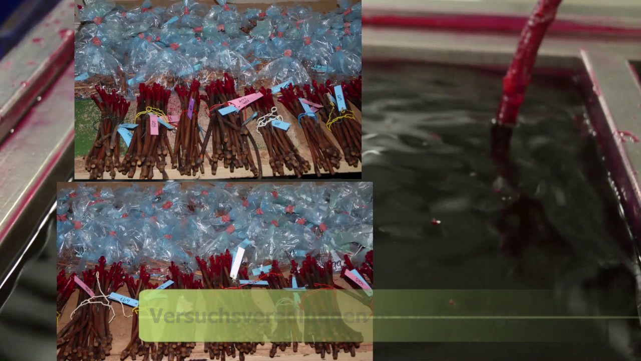 Bilder aus der Rebenproduktion in der Rebenveredlung Antes: Veredeln und Packen