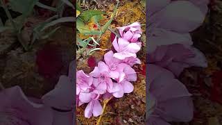 பூமிதாய்வழிநடத்தினாங்க இனிமேஎன்ன பண்றதுன்னுதிக்குதிசை தெரியாமநிக்குறாநல்ல வழியைகாட்டிவழிநடத்து தாயே