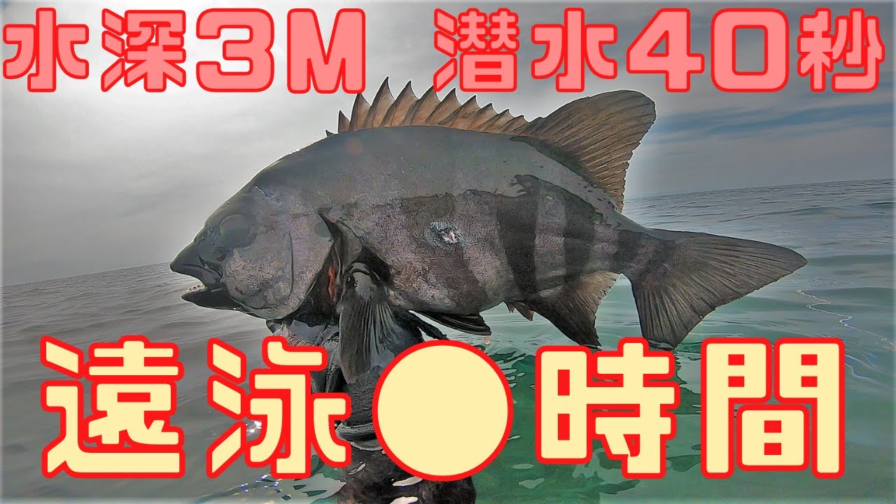 深く長く潜らなくても、浅場でいっぱい突く方法 関西お魚突き127