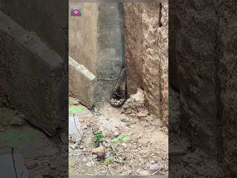 This little kitten is a bit timid#kitten