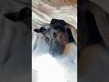 布団に潜りこむ、猟犬のニカ。耳がへの字。 #コンテナハウス #いぬのいる生活 #猟犬 #躾