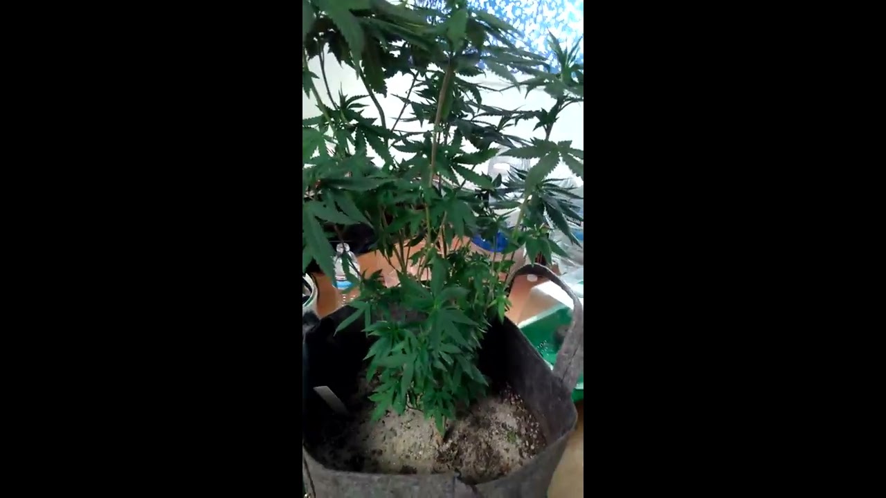 Gnats are gone! Re-veg looks great. Flower time!!