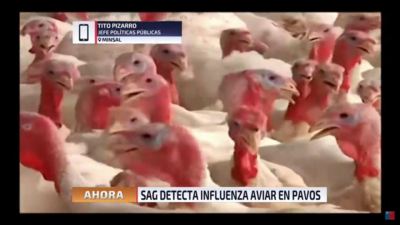 Minsal por gripe aviar en pavos: "La carne puede ser consumida, no hay riesgo para los humanos"