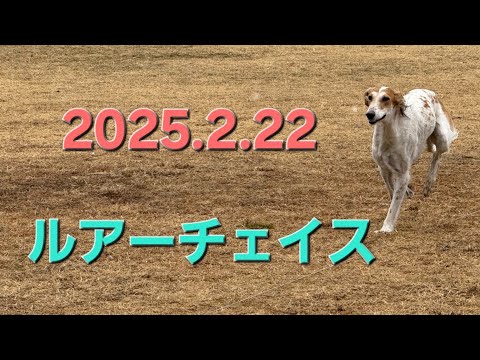 saluki ルアーチェイス 2025.2.22