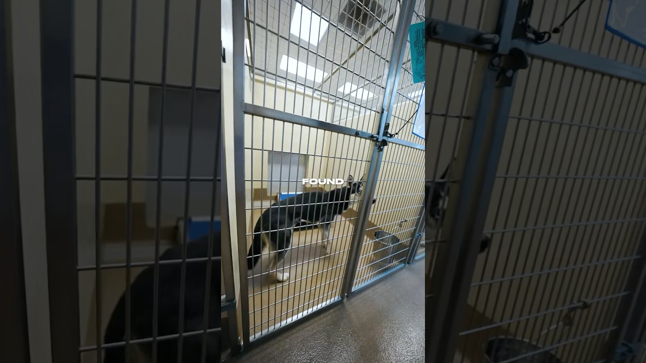 Покупка моей первой собаки