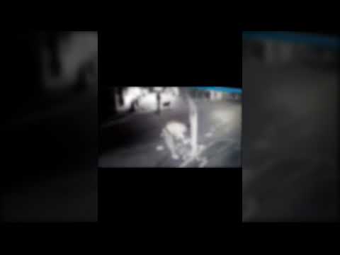 Büyükada’da Anne Kedi ve Yavrularının Hazin Sonu #adalar #büyükada #kedi