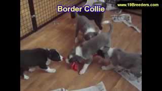 Border Collie, Puppies, Dogs, For Sale, In New York, New York, NY, 19Breeders, Brookhaven
