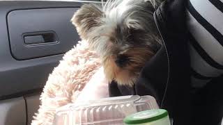 Yorkie puppy reaction when going on road trips