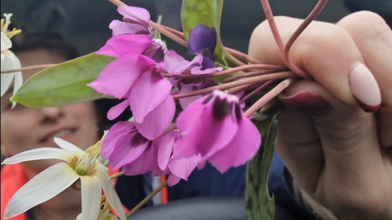 მოვიარეთ სიმონეთი,ჩხარი თერჯოლა ❤️