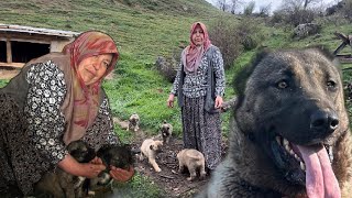 MRS. ANNE'S KANGAL DOG IS SICK/A MOTHER'S SONS AND KANGAL DOGS/THEY LIVE ON THE MOUNTAIN