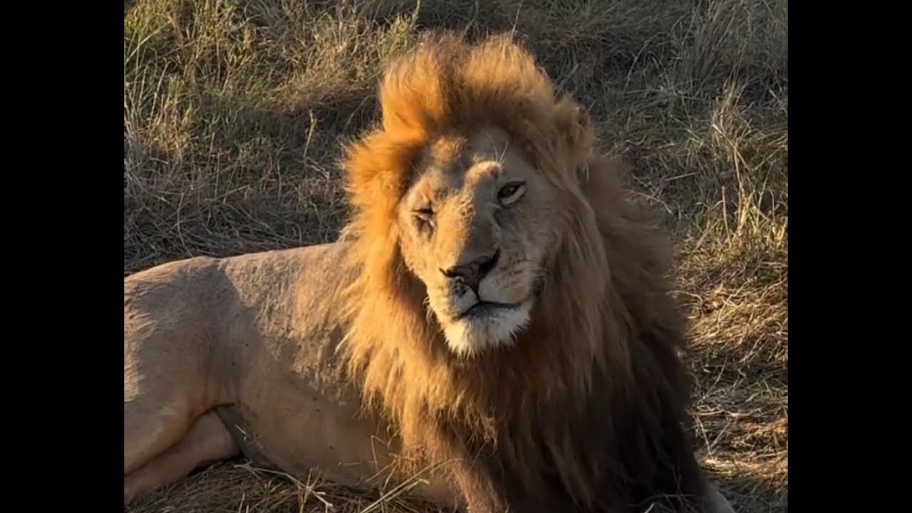 Oloimina Black Rock Male Lion Sighting | Masaimara | 8 December 2025
