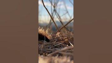 nature | Caterpillar | forest | beautiful scenery | relaxing clip | PT 5 | EP 5 | 🐛🏞️🌄🤩😍🥰❤️💕