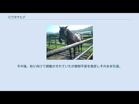 ビワタケヒデ