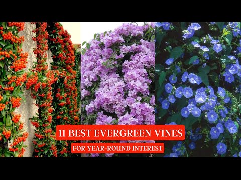 Video: Hardy Evergreen Vines: Evergreen viiniköynnösten valitseminen vyöhykkeen 6 puutarhoihin