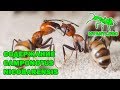 Обзор Camponotus nicobarensis