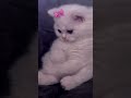terpesona dengan kucing ( jangan lupa subscriber )
