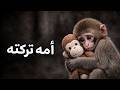 أمه تخلت عنه منذ الولادة قصة القرد  المؤلمة