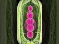 ##megasporogenesis@@